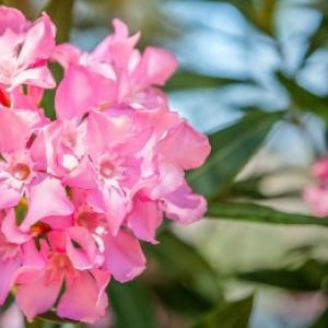 Hogyan kell termeszteni és vágni az oleandert?