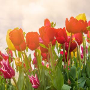 Mikor ültetik a tulipánokat és hogyan kell őket megfelelően termeszteni?