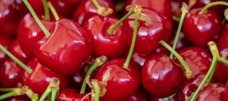 Hogyan védekezzünk a gyümölcsfák ellen a cseresznyénél a gyümölcstetvek ellen?