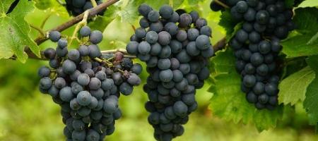 Hogyan kell metszeni a szőlőt és megvédeni a kártevőktől?